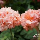 벨르(Belle) 네이버블로그