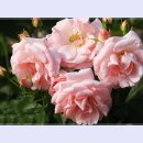 곡성-075 이미지