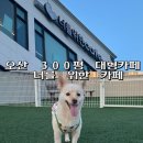 동양유치원 | 반려견도 사람도 대만족했던 동탄 근처 오산 프리미엄 애견카페 , 너를 위한 카페 방문 후기