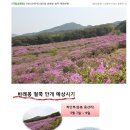 Re:[토요무박]2013년 5월19일 지리산 바래봉 철쭉 개화시기 예상[지리산북부관리사무소 발표] 이미지