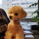 마스터그루밍클럽 이미지