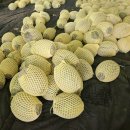 박세인 농장 이미지