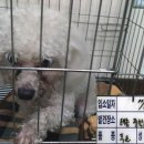 펫 앤 쉘터 동물병원 이미지