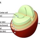 체리콩커피 이미지