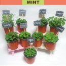 애플민트 이미지