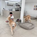 고덕옛날손짜장 네이버블로그