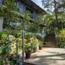 소나무세상 이미지