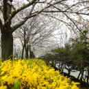 개나리길 이미지