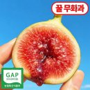 원천농장 | [해남 꿀무화과] 2026 햇 하우스 무화과 예약 오픈! 껍질째 먹는 프리미엄 생무화과 산지직송 후기