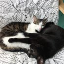 티움동물병원 이미지