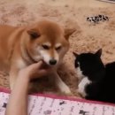쓰담 이미지