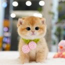 아띠캣 이미지