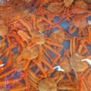 기장대게 이미지