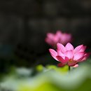 6722, 慈悲喜捨자비희사.. 이미지