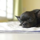 연희동물병원 이미지