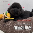 동그리펫 | 강아지방석 | 내돈내산 아젤리아 카눌레 쿠션 후기🐶후추 최애방석🐶