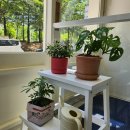 까까몽몽 이미지