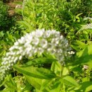 뜨락의아침 이미지