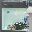 24시 창원2차동물의료원 이미지