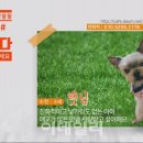 (주)반려애수 이미지