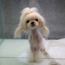 아담스펫살롱 이미지