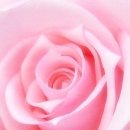 분홍공주 이미지