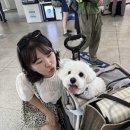 정봉남충무김밥 | [통영] 강아지와 함께하는 비진도 2박 3일 (123 할매김밥, 통영원조꿀빵 1959 언진짜, 해동민박)