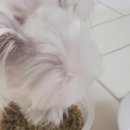 빵근맘마 이미지