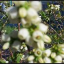 덕우농장 이미지