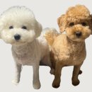 두바이애견풀빌라2 이미지