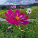 코스모스농원 이미지
