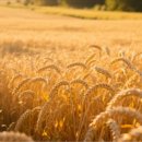 도개다곡길 이미지