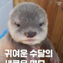 도도도