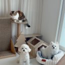 봉실이네 | 디팡 강아지매트 3개월 사용 후기 | 폴딩 매트 추천 리얼 사용 후기 🐾