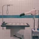 내안에너있DOG 이미지