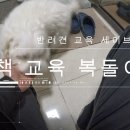 세이브독 | (평택/화성/고덕)방문교육 산책시 짖음 훈련 세이브독 후기
