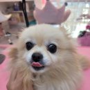 명지애견 이미지