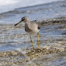 아야진의 노랑발도요(Grey-tailed Tattler) 이미지