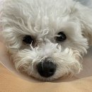 허니퍼피 | 중성화+허니퍼피 애견 호텔링 후기