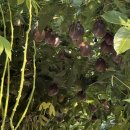 은혜과일 이미지