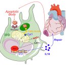 Re:Re:Efferocytosis Fuels Requirements of Fatty Acid Oxidation and the Electron Transport Chain to Polarize Macrophages for Tissue Repair 이미지