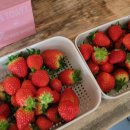 매지밀 딸기농장 이미지