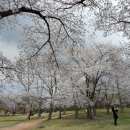 제73차정기산행 경주남산벗꽃.트래킹.산행 이미지