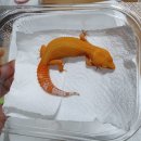 인터렙타일 이미지