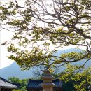 표충사호국박물관 | 호국성지 &lt;밀양 표충사&gt; 오월 풍경