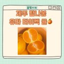 나밍밍 강아지네 | 제주 탐나봉 유라 타이벡 귤 후기 2년째 재구매