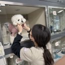 아산시-2022-031 | 남사동물병원, 강아지 이물질 먹었을때 보호자가 알아야 하는 모든 것