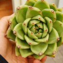 라노비아 이미지