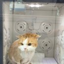 고양이민박 | 대전 고양이 무마취 미용부터 목욕까지, 고양이민박 (내돈내산 만족후기)