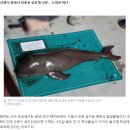 돌고래 몸에서 나온 독성물질... 일본 오염수가 가져올 끔찍한 미래 이미지
